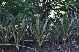 Image of Mangrove lily