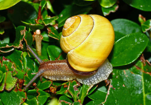 Image of Brown Lipped Snail