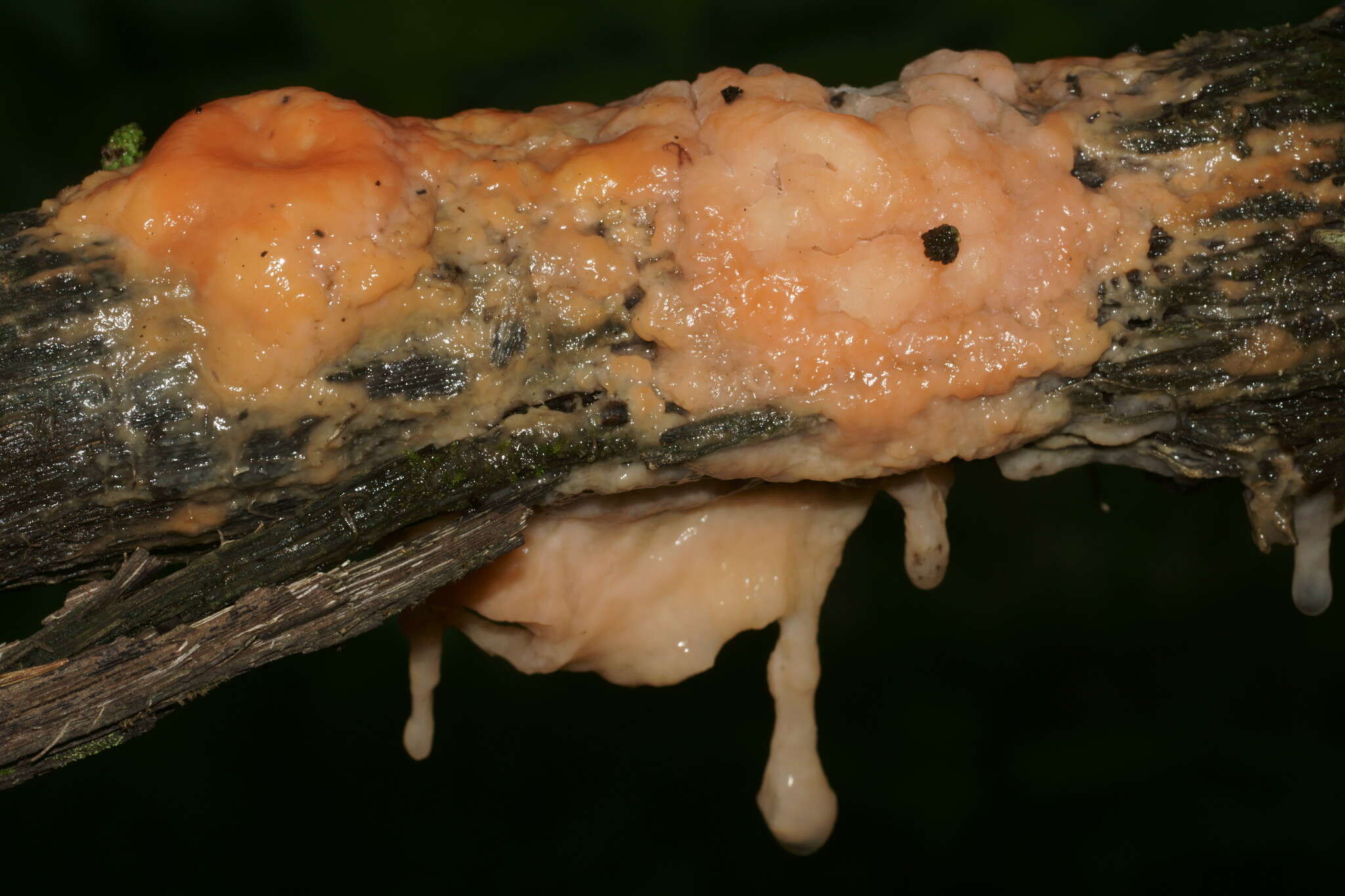 Image of Cystofilobasidium macerans Samp. 2009