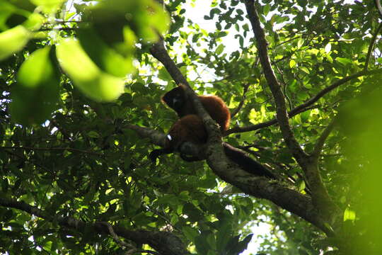 Image of Red Ruffed Lemur