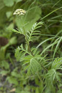 Image of Tanacetum vulgare subsp. boreale (Fisch. ex DC.) A 1975