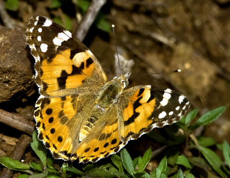 Image of Vanessa cardui