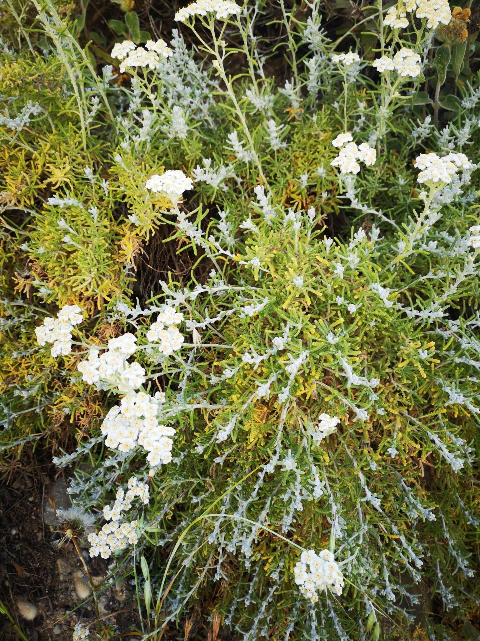 Слика од Achillea cretica L.