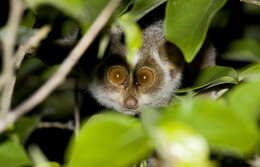 Image of slender loris