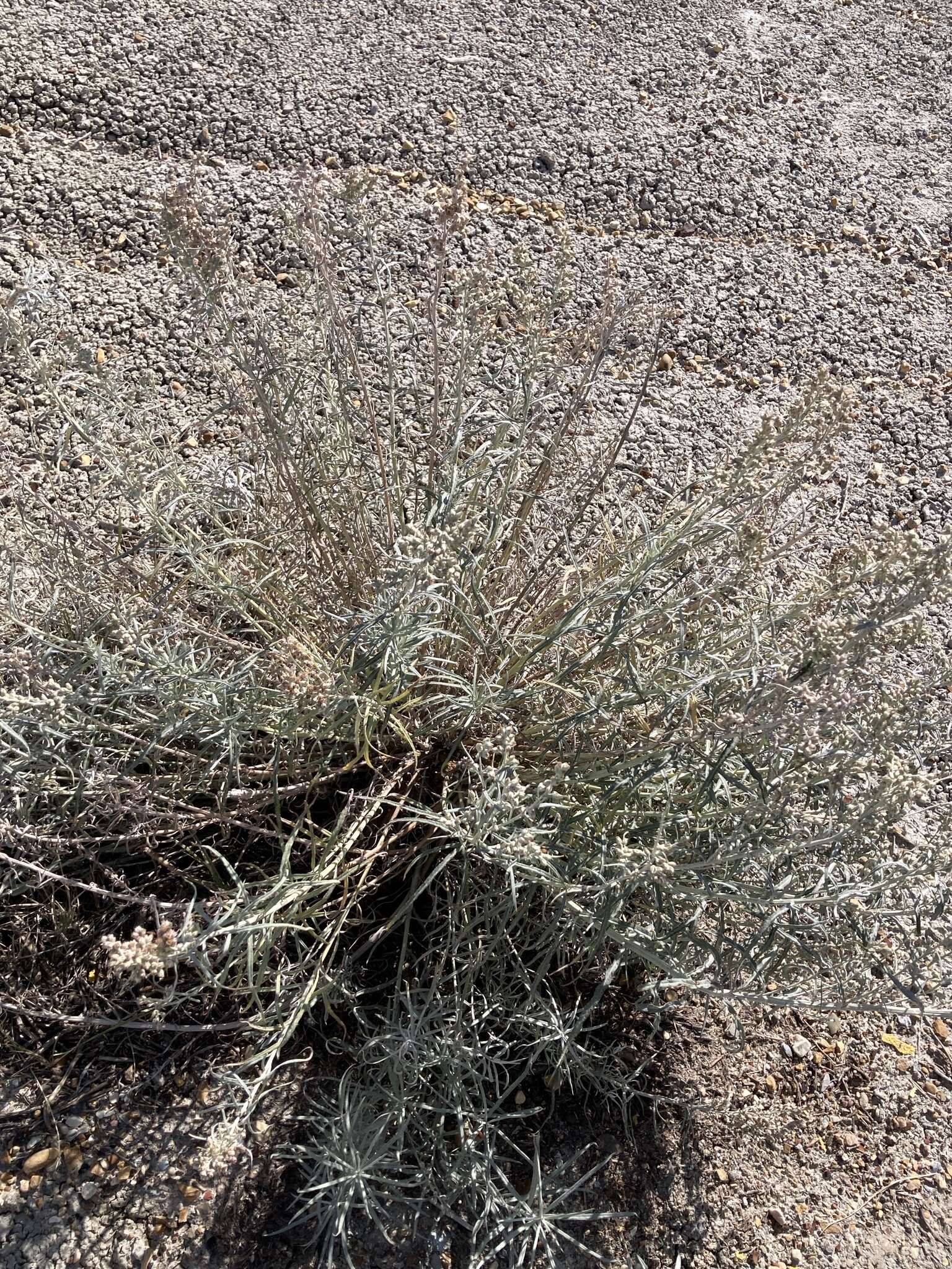 Image of longleaf wormwood