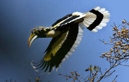 Image of Great Indian Hornbill