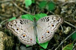 Plancia ëd Junonia atlites Linnaeus 1763