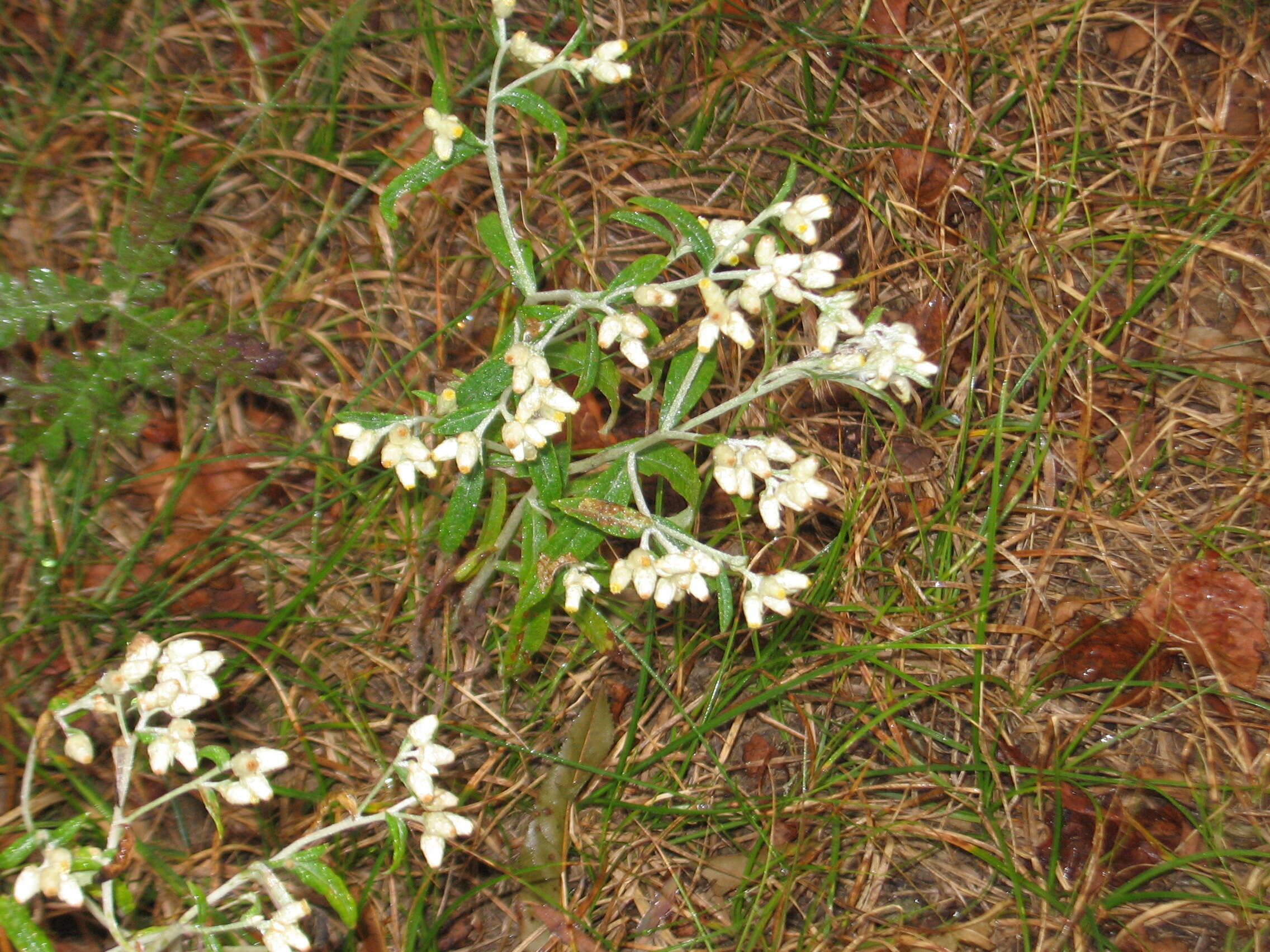 Imagem de Pseudognaphalium obtusifolium (L.) O. M. Hilliard & B. L. Burtt