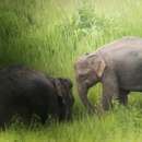 Image of Indian elephant