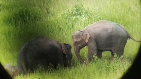 Image of Indian elephant