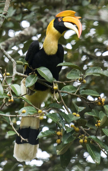 Image of Great Indian Hornbill