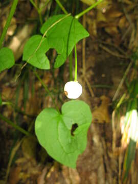 Image of Ranzania japonica (T. Ito) T. Ito