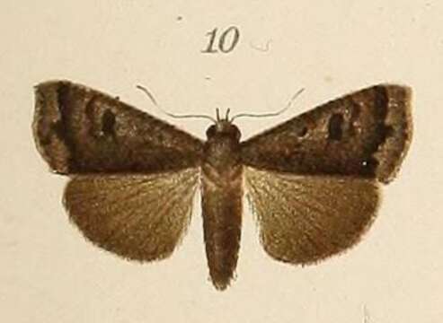 Image of Anomis grisea Pagenstecher 1907