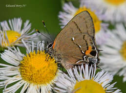 Image of Fulvous Hairstreak