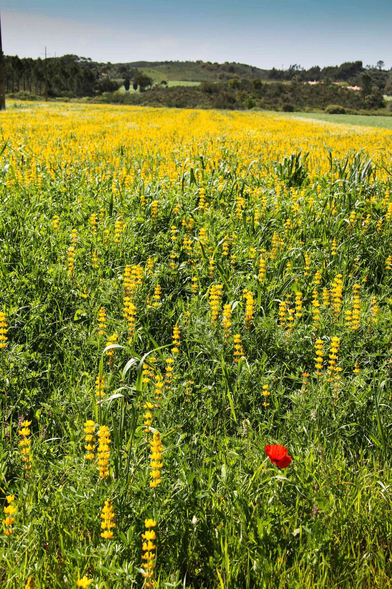 Image of European yellow lupine