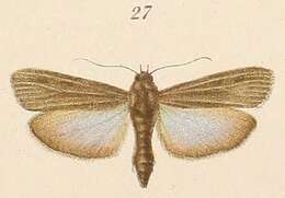 Image of Epicrocis umbratella