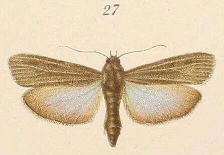 Epicrocis umbratella resmi