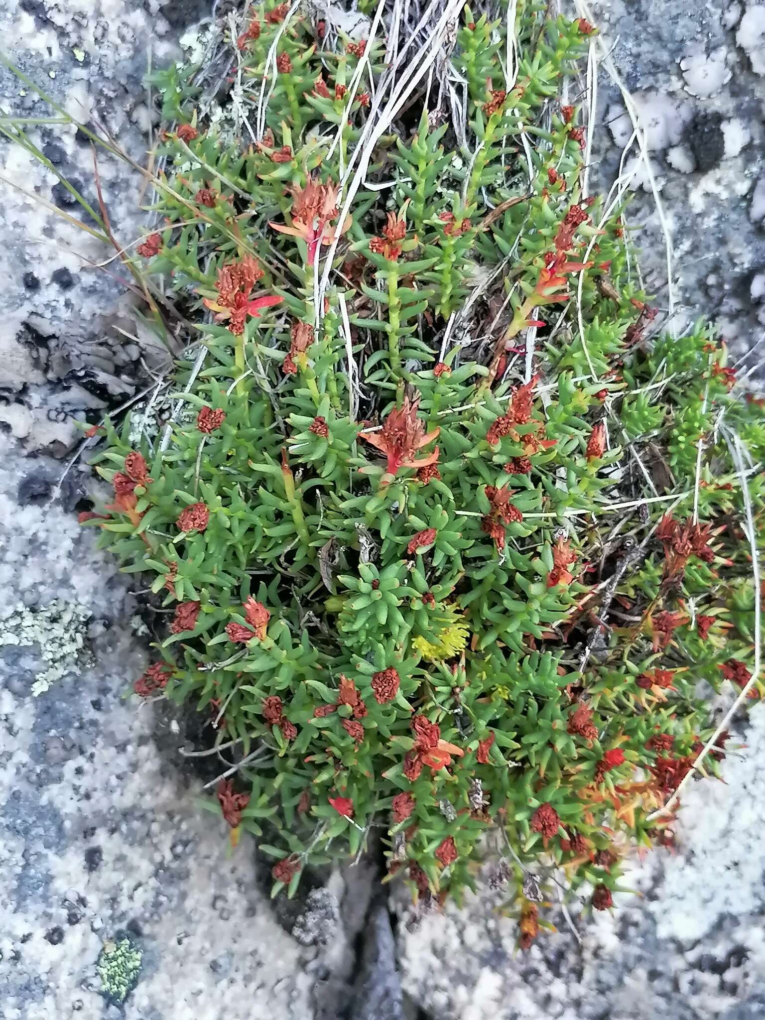 Image of Rhodiola coccinea (Royle) A. Boriss.