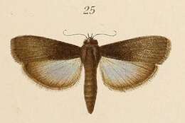 Image of Epicrocis signatella Pagenstecher 1907