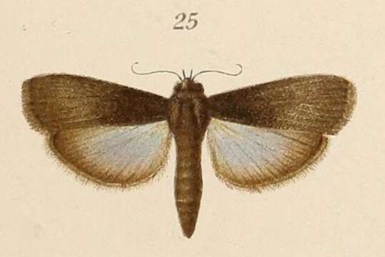 Epicrocis signatella Pagenstecher 1907 resmi