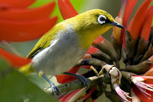 Image of Indian White-eye