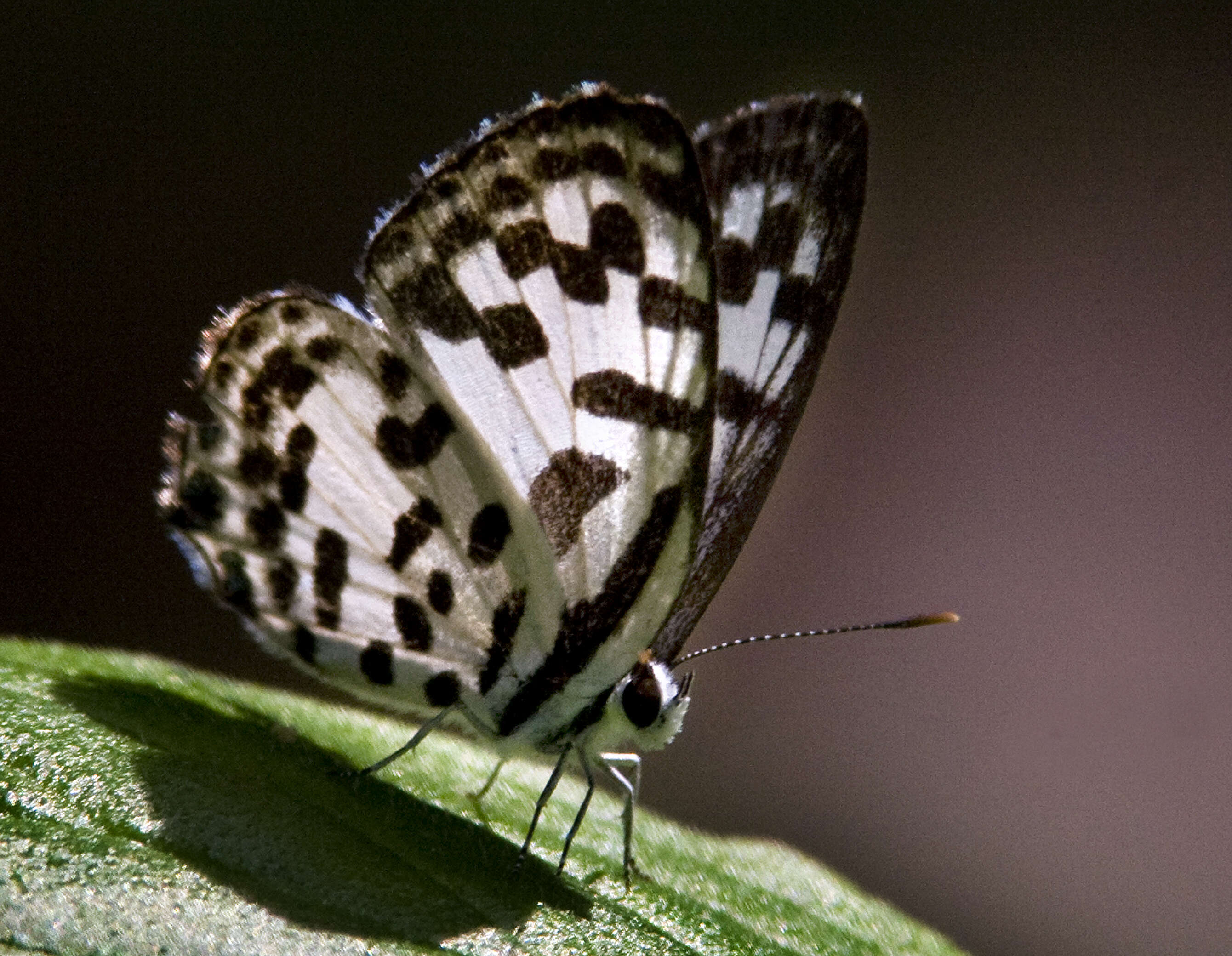 Image of Common Pierrot