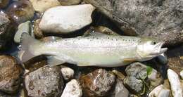 Image of Brown Trout