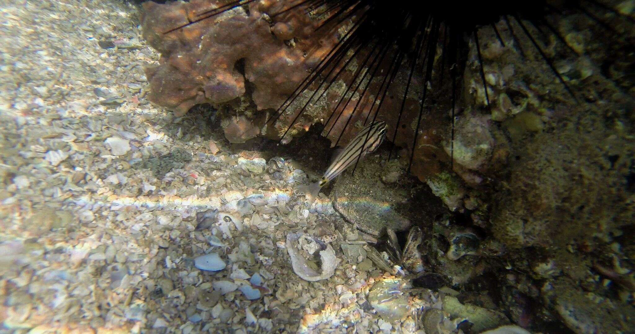 Plancia ëd Cheilodipterus novemstriatus (Rüppell 1838)