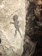 Image of Lundell's Spiny Lizard