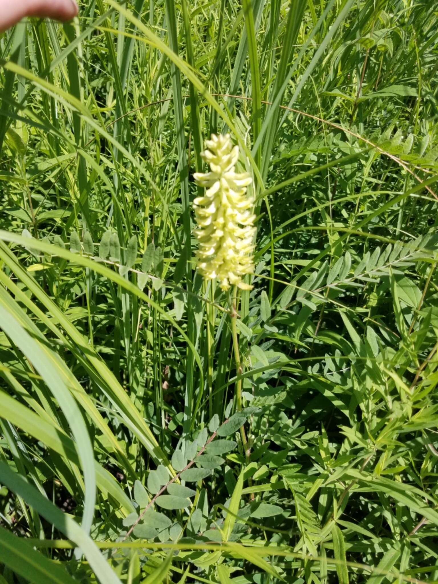 Astragalus canadensis L.的圖片