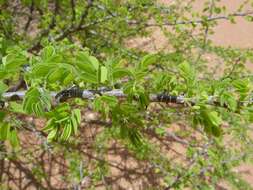 Sivun Senegalia mellifera subsp. detinens (Burch.) Kyal. & Boatwr. kuva