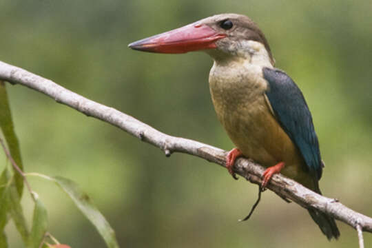 Image of Stork-billed Kingfisher