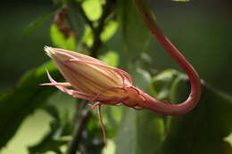 Image of Dutchman's Pipe Cactus