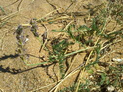 Image of Astragalus varius S. G. Gmelin