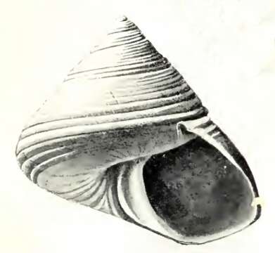 Image de Calliostoma columnarium Hedley & May 1908