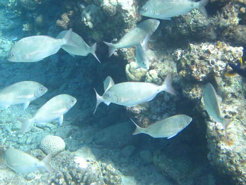 Image of Arabian pinfish