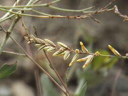 Image of Dyerophytum indicum (Gibs. ex Wight) O. Kuntze