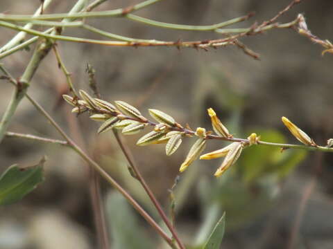 Image of Dyerophytum indicum (Gibs. ex Wight) O. Kuntze