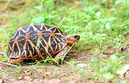 Image of Typical Tortoises