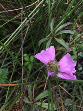 Image of annual checkerbloom