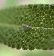 Image of Ligurian Leafhopper
