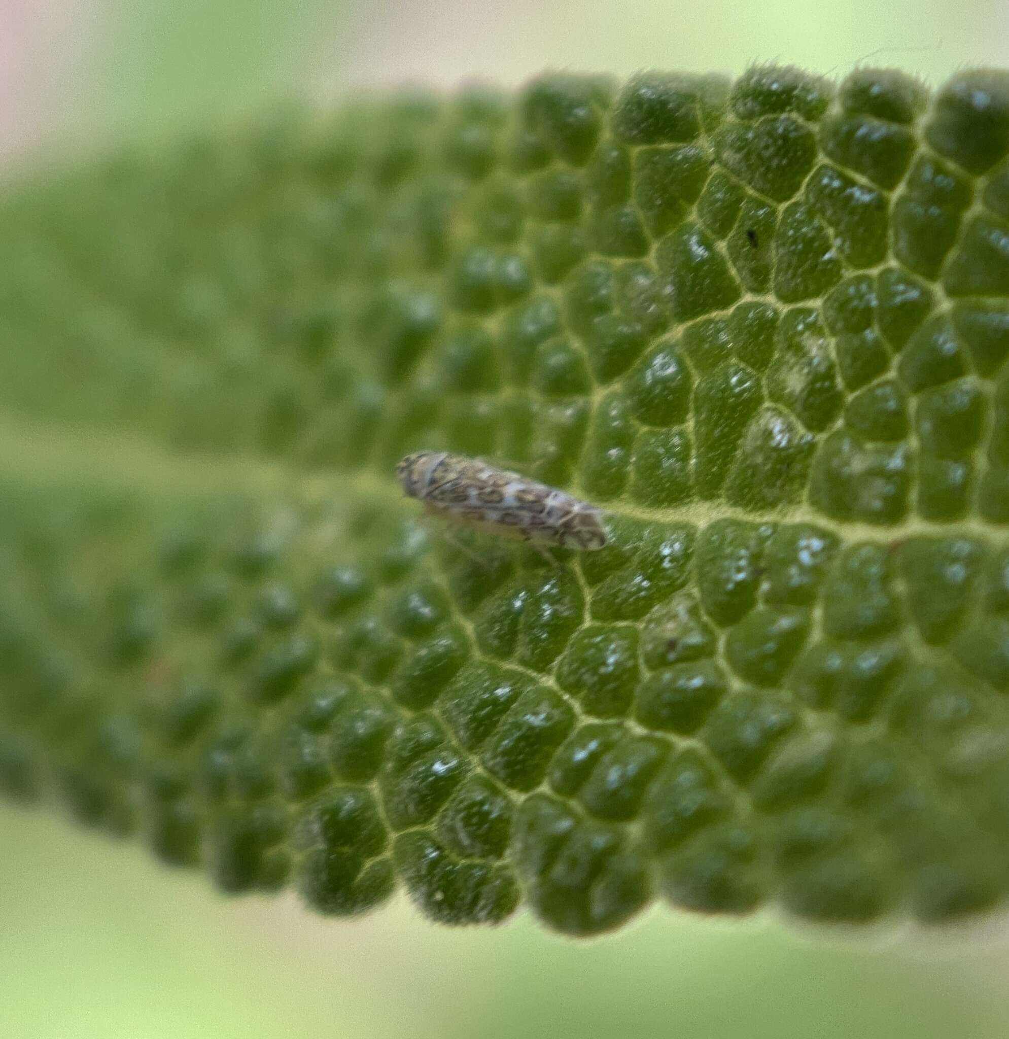 Image of Ligurian Leafhopper