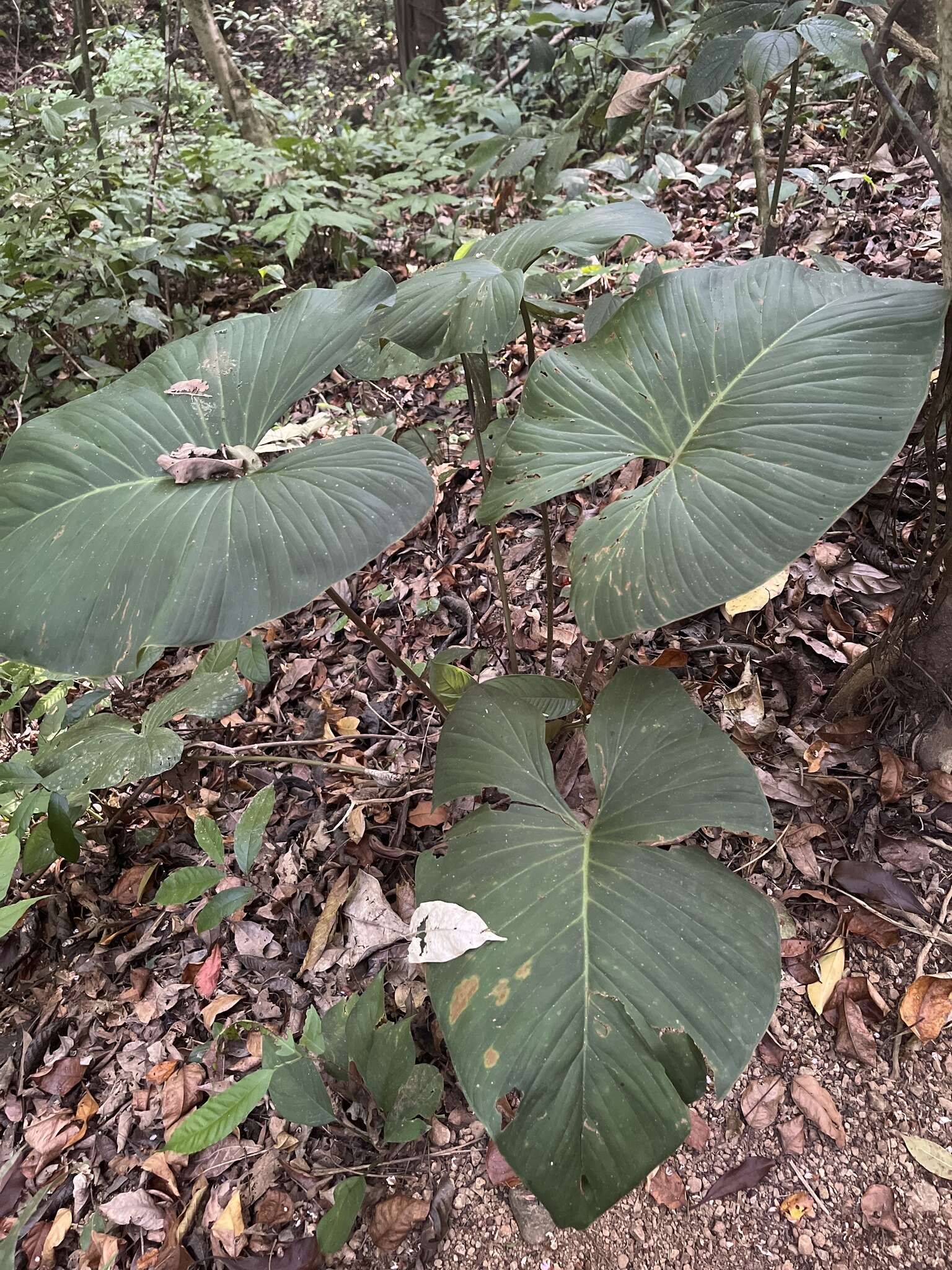 Image of Adelonema wendlandii (Schott) S. Y. Wong & Croat