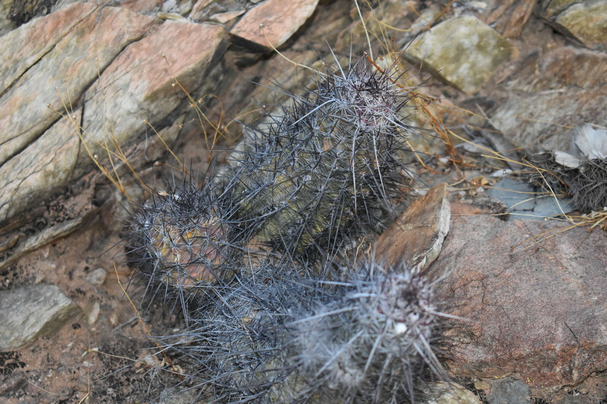 Image of Echinocereus ferreiranus