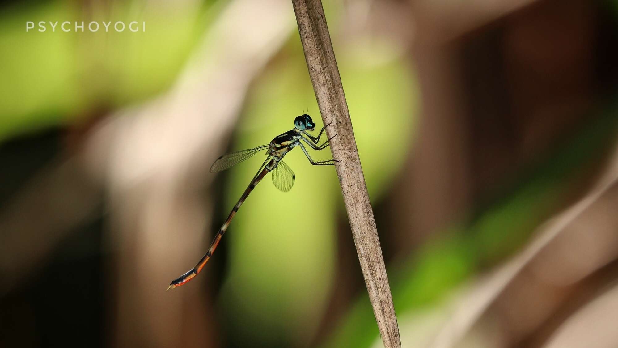 Imagem de Rhinagrion hainanense Wilson & Reels 2001