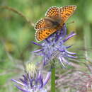 Imagem de Melitaea varia Meyer-Dür 1851