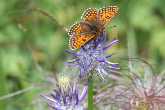 Imagem de Melitaea varia Meyer-Dür 1851