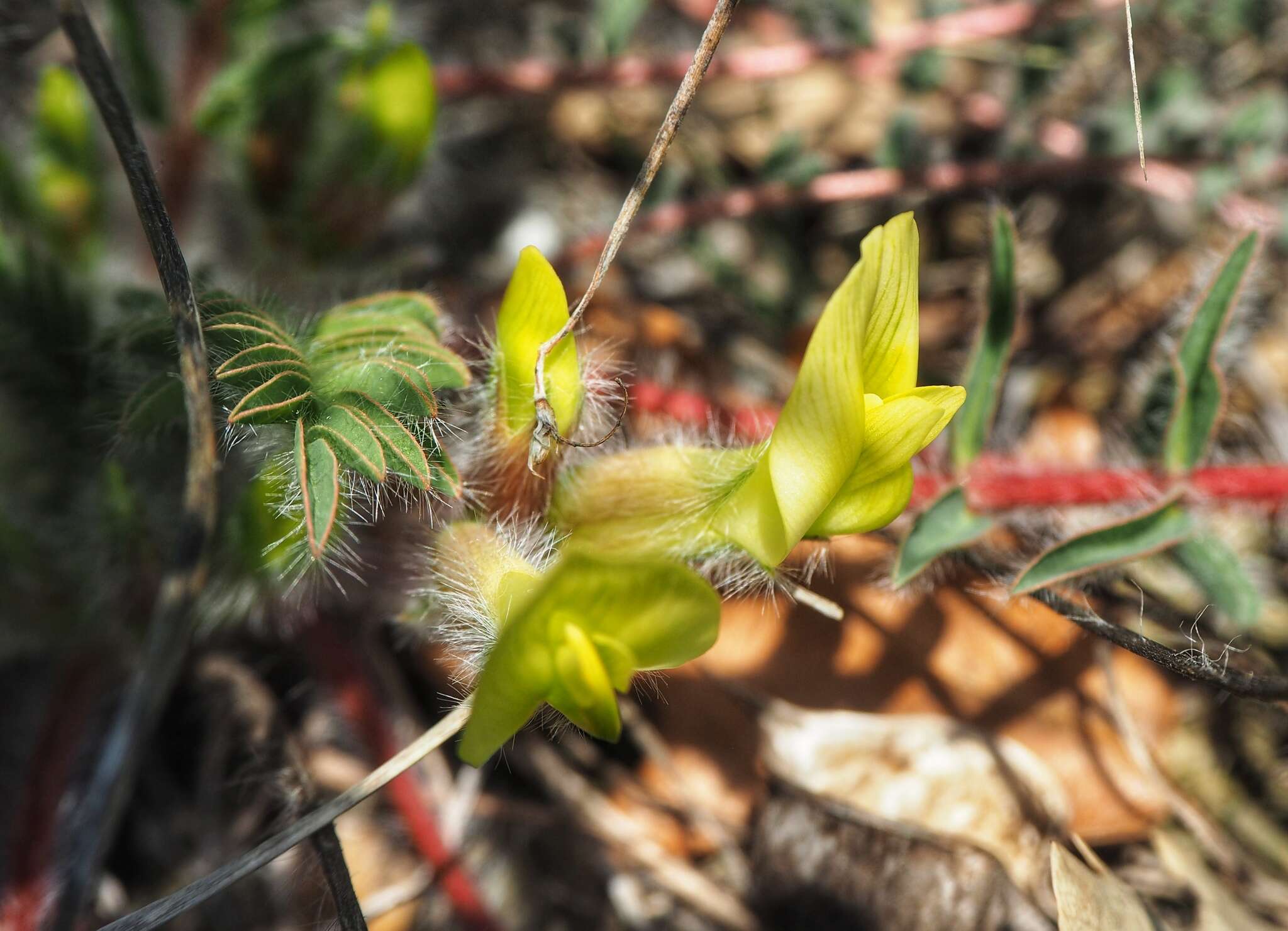 Sivun Astragalus utriger Pall. kuva