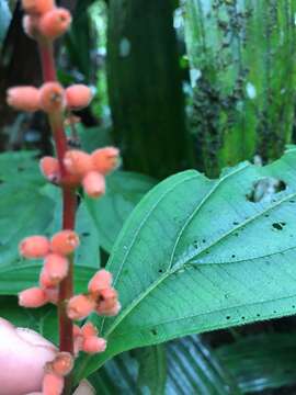 Image of Miconia nervosa (Sm.) Triana