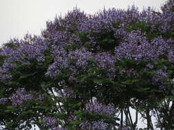 صورة Jacaranda copaia (Aubl.) D. Don